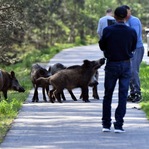 Kto odpowiada za odstrzał dzików zagrażających mieszkańcom?